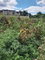 First image of Lot 282 Pondside Close in Davis Town, St. Ann, Jamaica - property is For Sale