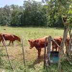 First image of Big Bottom Farm in Cambridge, St. James, Jamaica - property is For Sale