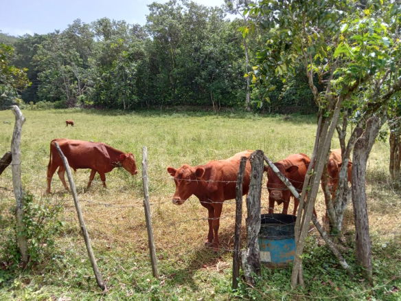 First image of Big Bottom Farm in Cambridge, St. James, Jamaica - property is For Sale