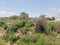 First image of 372 Cashoo, Palmbrook Estate in Lacovia, St. Elizabeth, Jamaica - property is For Sale