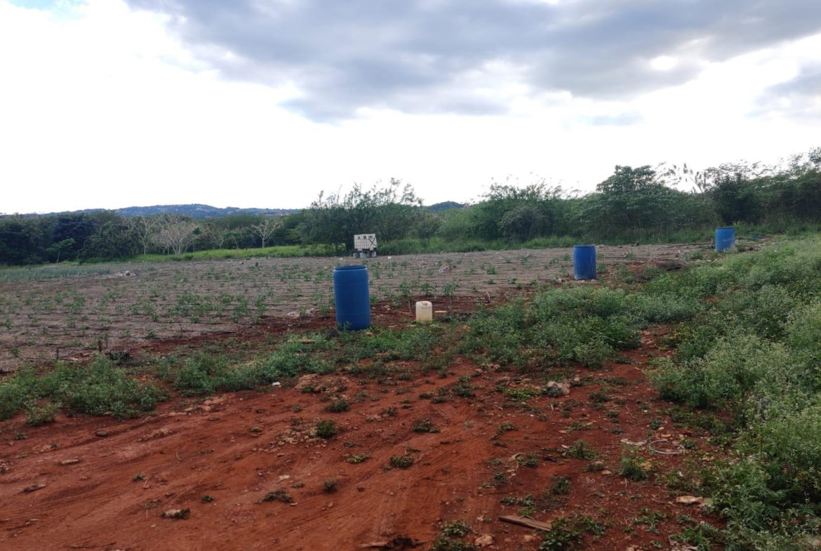 Second image of Lititz Lot Litiz, st Elizabeth in LITITZ, Manchester, Jamaica - property is For Sale