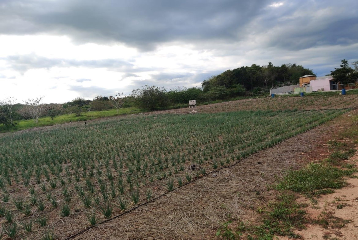 First image of Lititz Lot Litiz, st Elizabeth in LITITZ, Manchester, Jamaica - property is For Sale