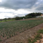 First image of Lititz Lot Litiz, st Elizabeth in LITITZ, Manchester, Jamaica - property is For Sale