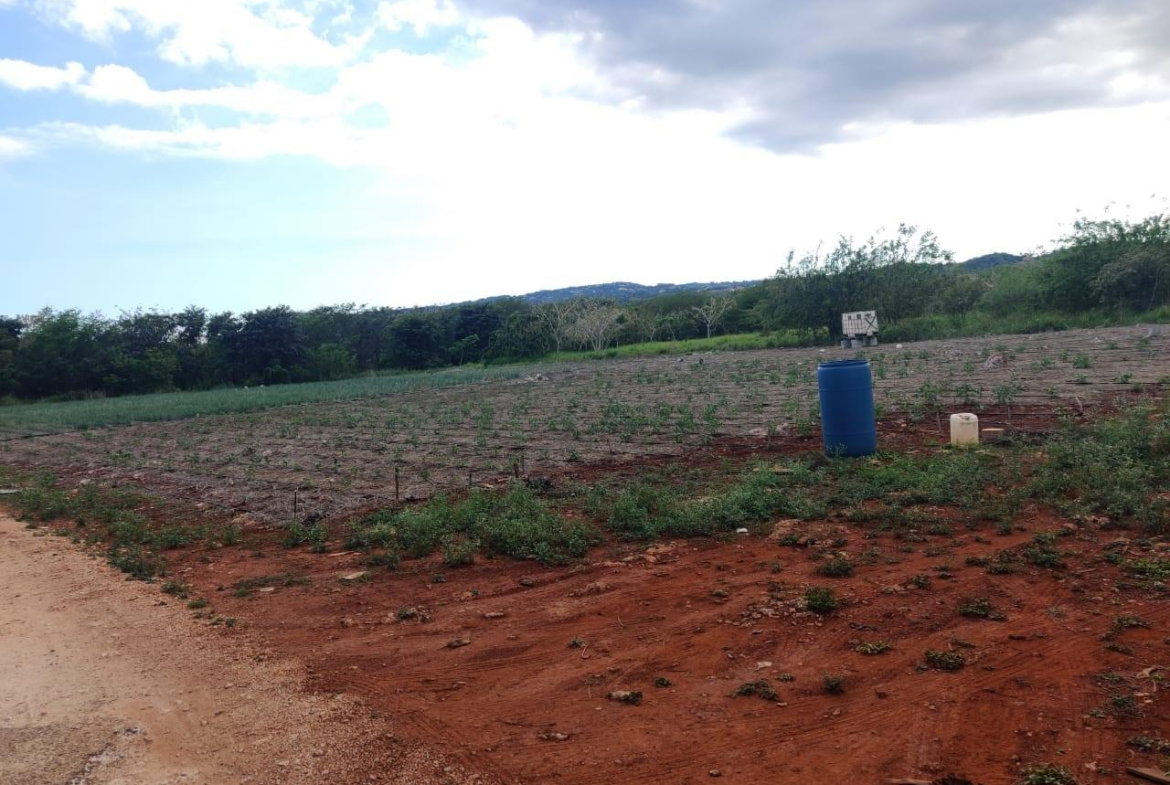 Third image of Lititz Lot Litiz, st Elizabeth in LITITZ, Manchester, Jamaica - property is For Sale