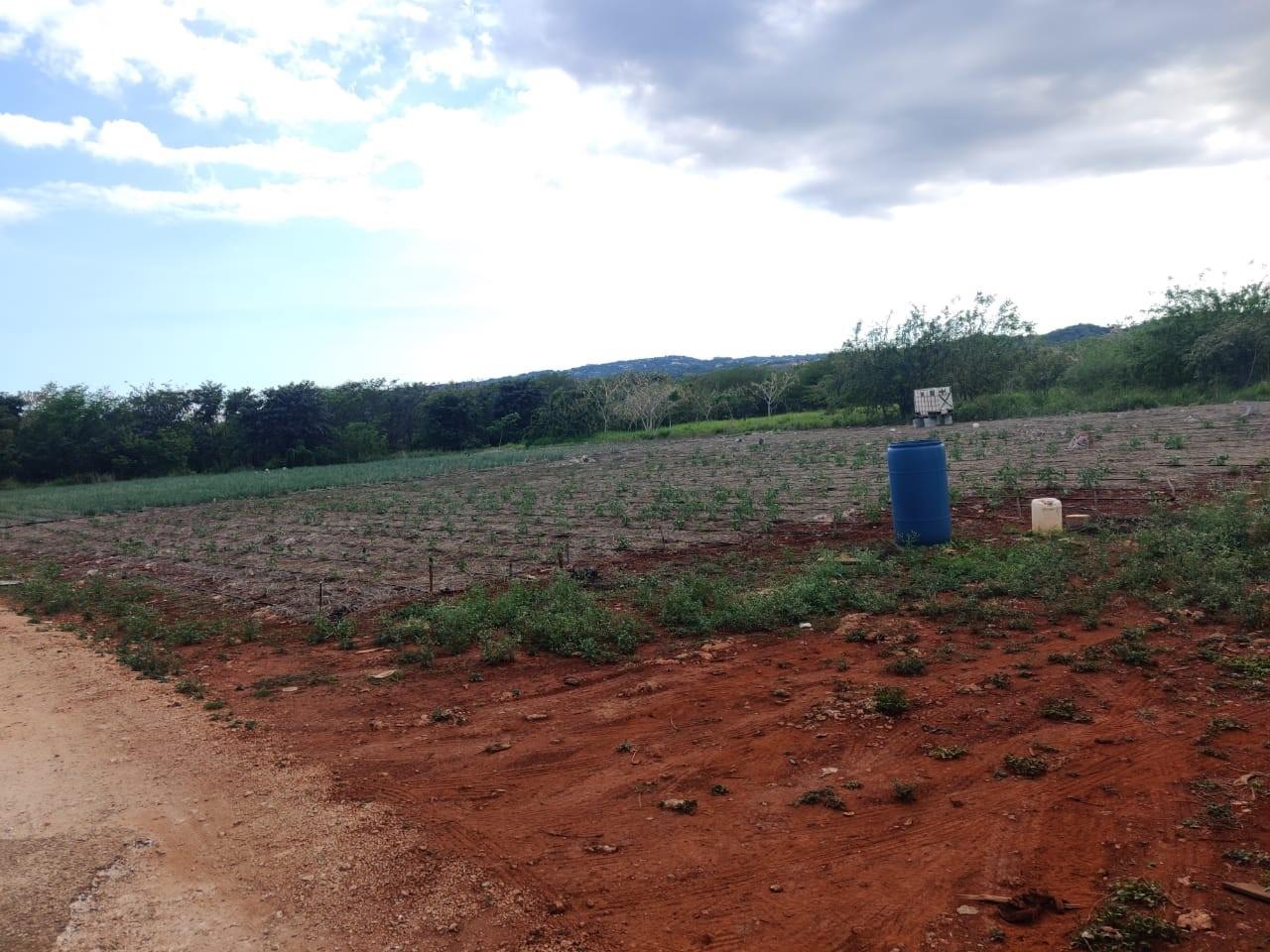 Build-Your-Dream-Home-in-Litiz-St.-Elizabeth-Jamaica-1-Acre-Residential-Lot-for-Sale Third image of Lititz Lot Litiz, st Elizabeth in LITITZ, Manchester, Jamaica - property is For Sale