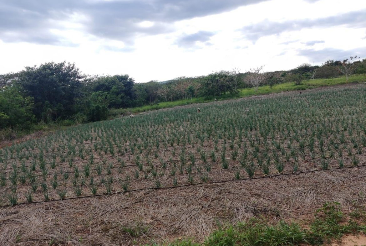 Fourth image of Lititz Lot Litiz, st Elizabeth in LITITZ, Manchester, Jamaica - property is For Sale