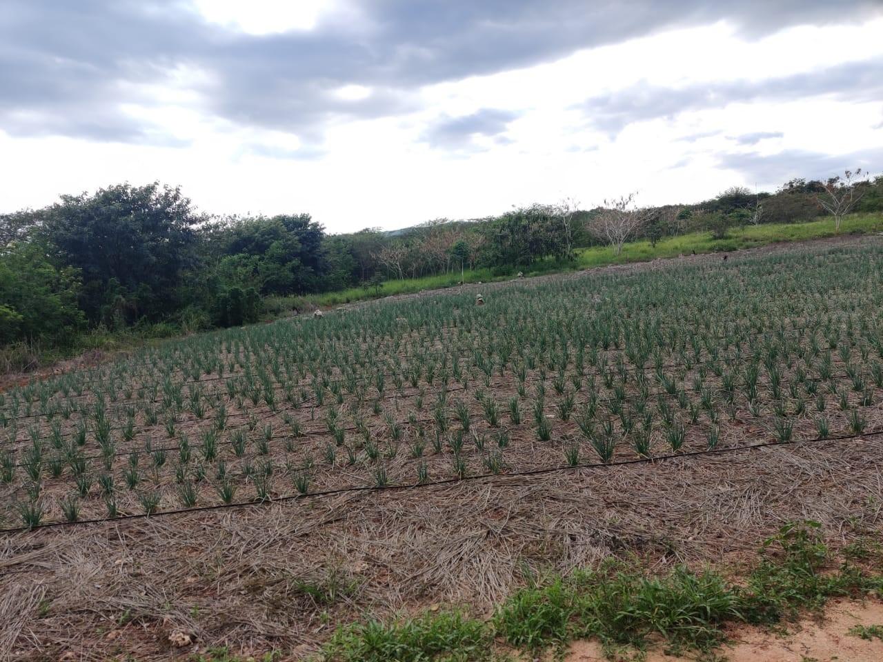 Build-Your-Dream-Home-in-Litiz-St.-Elizabeth-Jamaica-1-Acre-Residential-Lot-for-Sale Fourth image of Lititz Lot Litiz, st Elizabeth in LITITZ, Manchester, Jamaica - property is For Sale