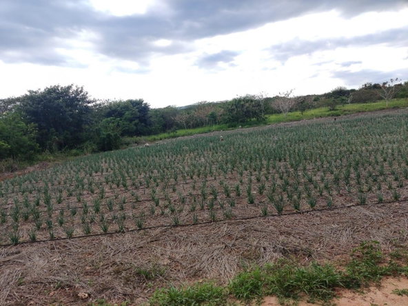 Fourth image of Lititz Lot Litiz, st Elizabeth in LITITZ, Manchester, Jamaica - property is For Sale