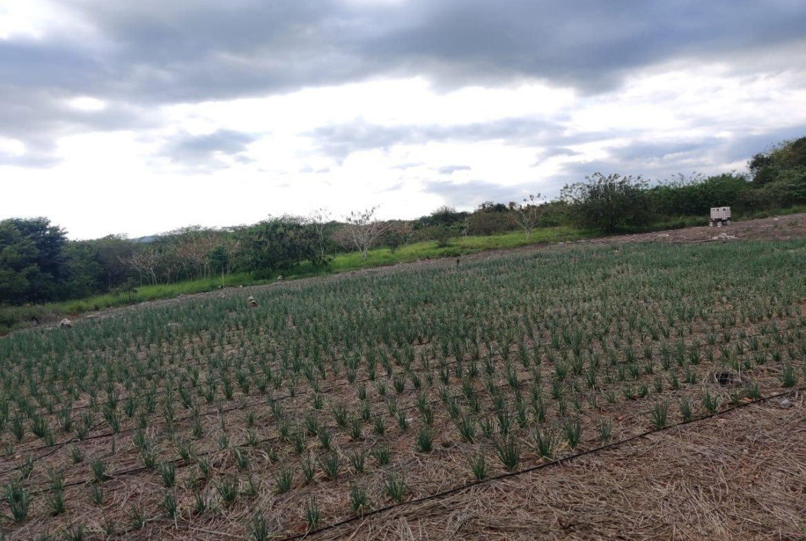 Fifth image of Lititz Lot Litiz, st Elizabeth in LITITZ, Manchester, Jamaica - property is For Sale