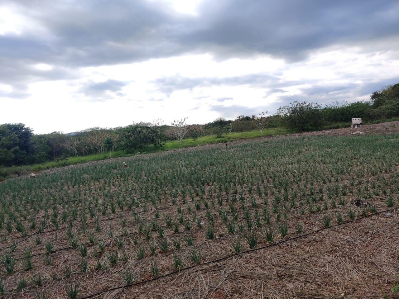 Build-Your-Dream-Home-in-Litiz-St.-Elizabeth-Jamaica-1-Acre-Residential-Lot-for-Sale Fifth image of Lititz Lot Litiz, st Elizabeth in LITITZ, Manchester, Jamaica - property is For Sale