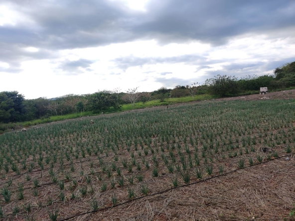 Fifth image of Lititz Lot Litiz, st Elizabeth in LITITZ, Manchester, Jamaica - property is For Sale