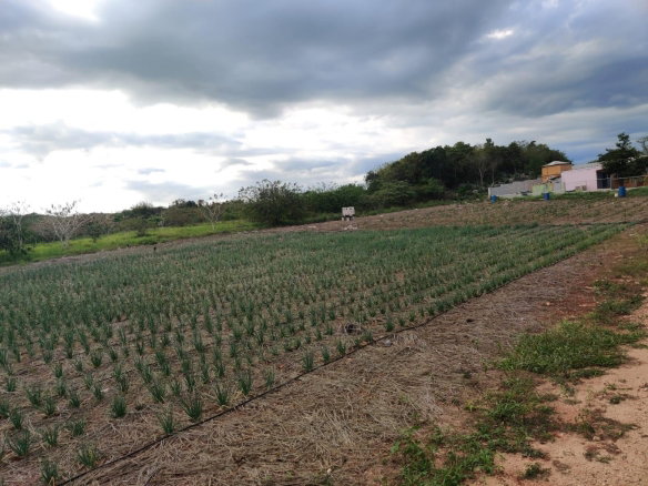 First image of Lititz Lot Litiz, st Elizabeth in LITITZ, Manchester, Jamaica - property is For Sale