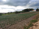 First image of Lititz Lot Litiz, st Elizabeth in LITITZ, Manchester, Jamaica - property is For Sale