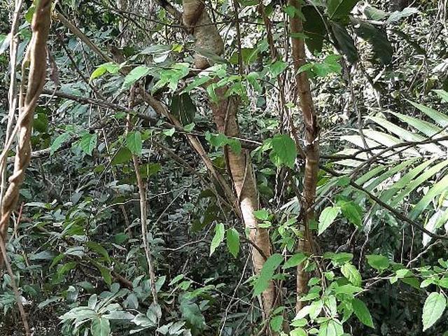 Fourth image of Lot 37 Roystonea in Tower Isle, St. Mary, Jamaica - property is For Sale