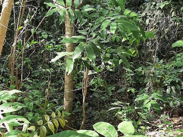 Fifth image of Lot 37 Roystonea in Tower Isle, St. Mary, Jamaica - property is For Sale