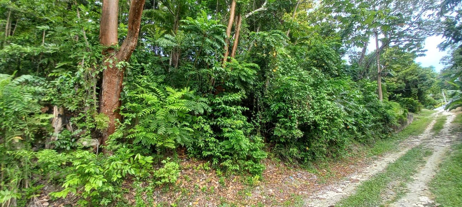 Build-Your-Dream-Home-on-a-Half-Acre-Lot-in-St.-Ann-Jamaica Third image of Deveronside Chester in Chester, St. Ann, Jamaica - property is For Sale