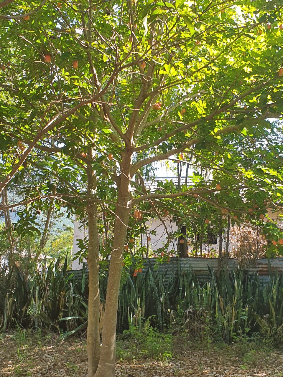 Eighth image of Watson Hill, Lititz Manch in LITITZ, Manchester, Jamaica - property is For Sale