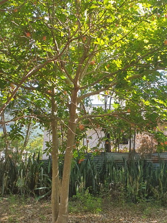 Eighth image of Watson Hill, Lititz Manch in LITITZ, Manchester, Jamaica - property is For Sale
