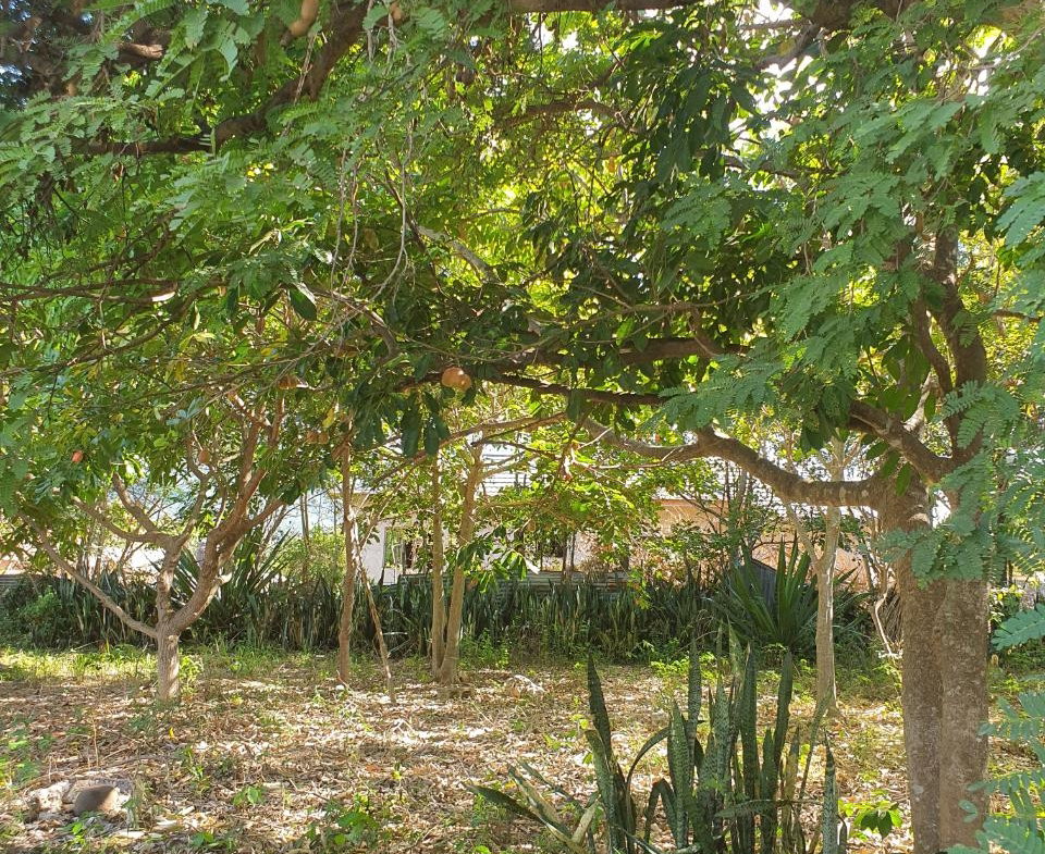 Tenth image of Watson Hill, Lititz Manch in LITITZ, Manchester, Jamaica - property is For Sale