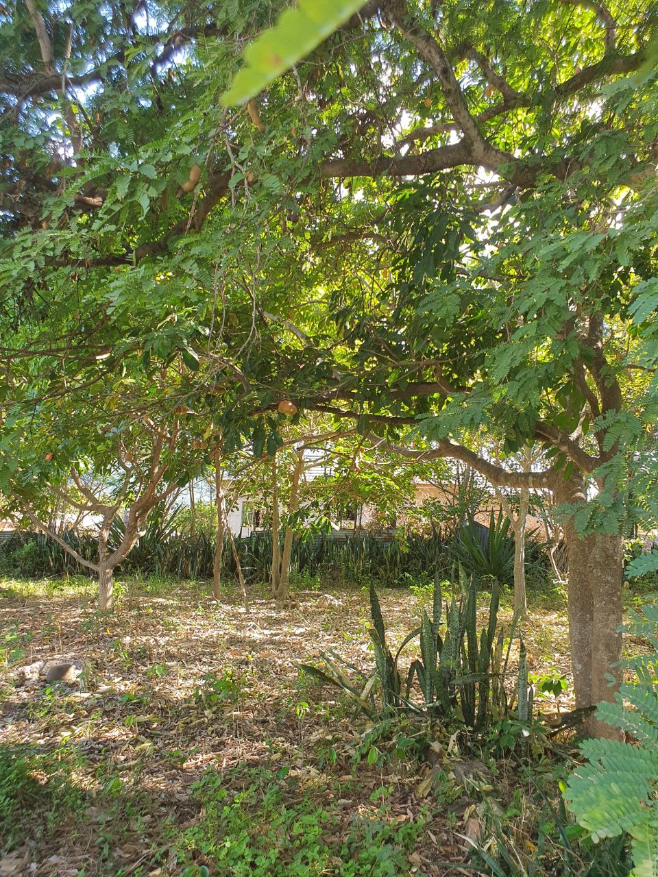 Tenth image of Watson Hill, Lititz Manch in LITITZ, Manchester, Jamaica - property is For Sale