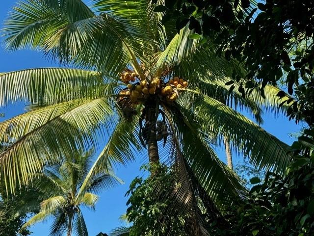 Twelfth image of Church Road, Bogwalk in Bog Walk, St. Catherine, Jamaica - property is For Sale