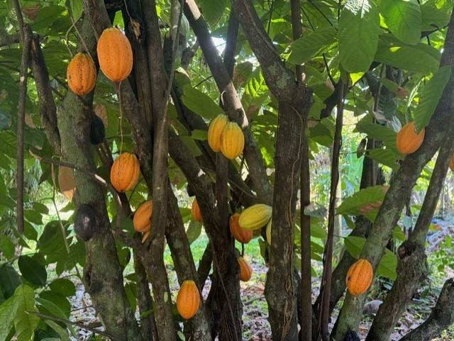 Thirteenth image of Church Road, Bogwalk in Bog Walk, St. Catherine, Jamaica - property is For Sale