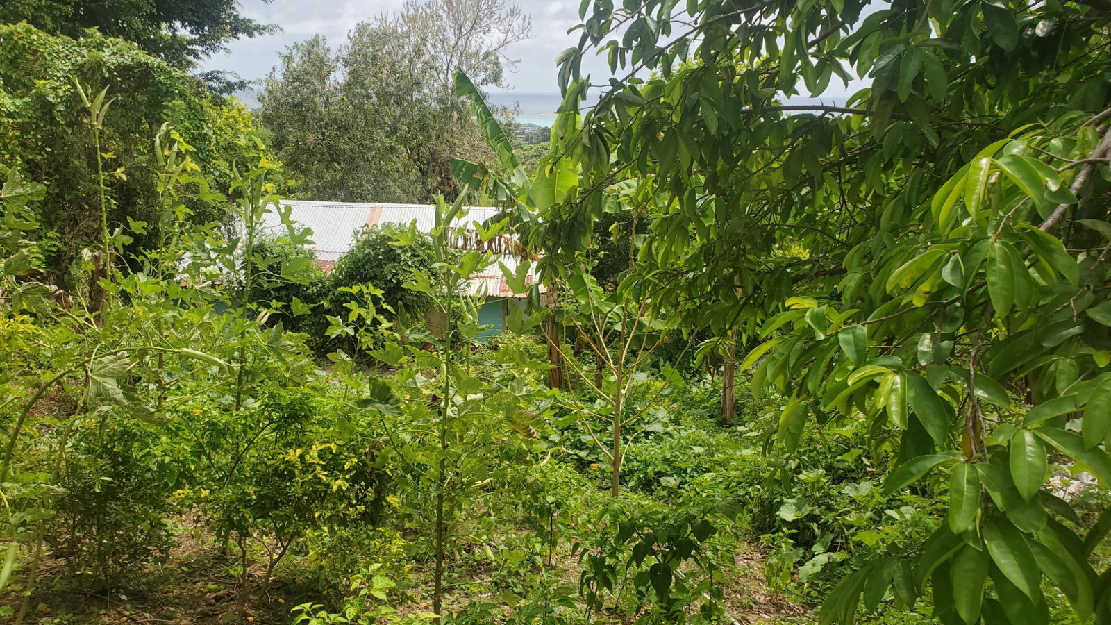 Twelfth image of Lot 65 Part of Lyssons in Lyssons, St. Thomas, Jamaica - property is For Sale