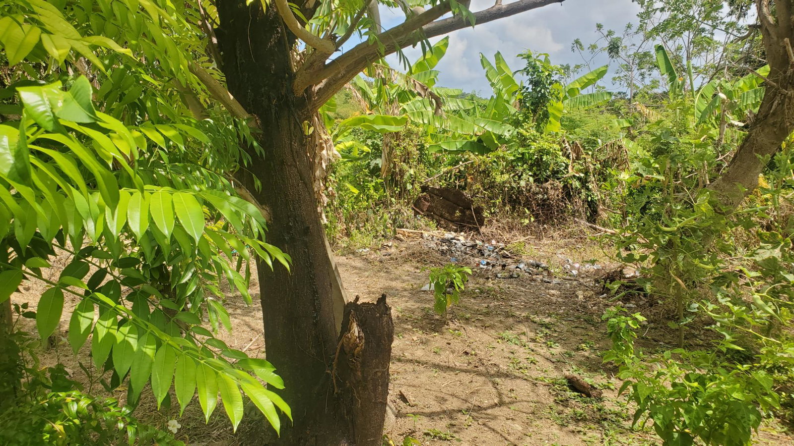 Fourteenth image of Lot 65 Part of Lyssons in Lyssons, St. Thomas, Jamaica - property is For Sale