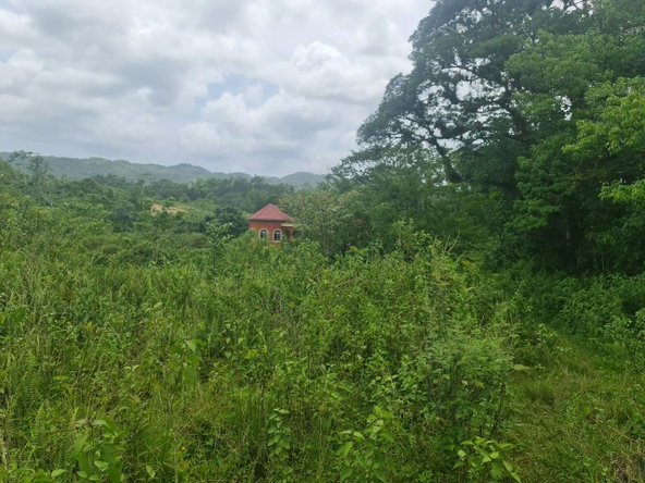 Twelfth image of Windsor Forrest in Darliston, Westmoreland, Jamaica - property is For Sale