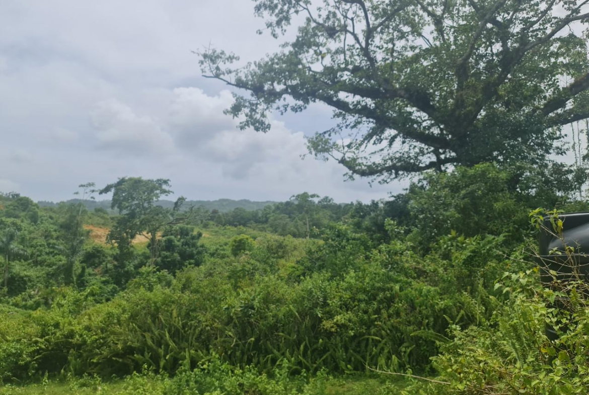 Nineteenth image of Windsor Forrest in Darliston, Westmoreland, Jamaica - property is For Sale