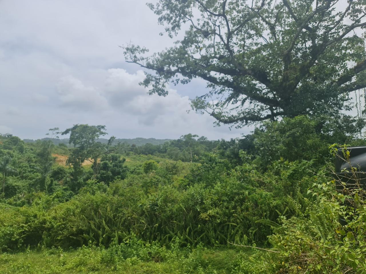 Nineteenth image of Windsor Forrest in Darliston, Westmoreland, Jamaica - property is For Sale