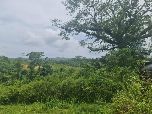 Nineteenth image of Windsor Forrest in Darliston, Westmoreland, Jamaica - property is For Sale