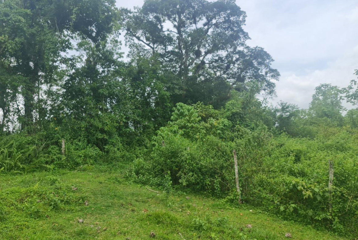 Fourth image of Windsor Forrest in Darliston, Westmoreland, Jamaica - property is For Sale