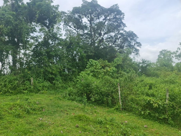 Fourth image of Windsor Forrest in Darliston, Westmoreland, Jamaica - property is For Sale