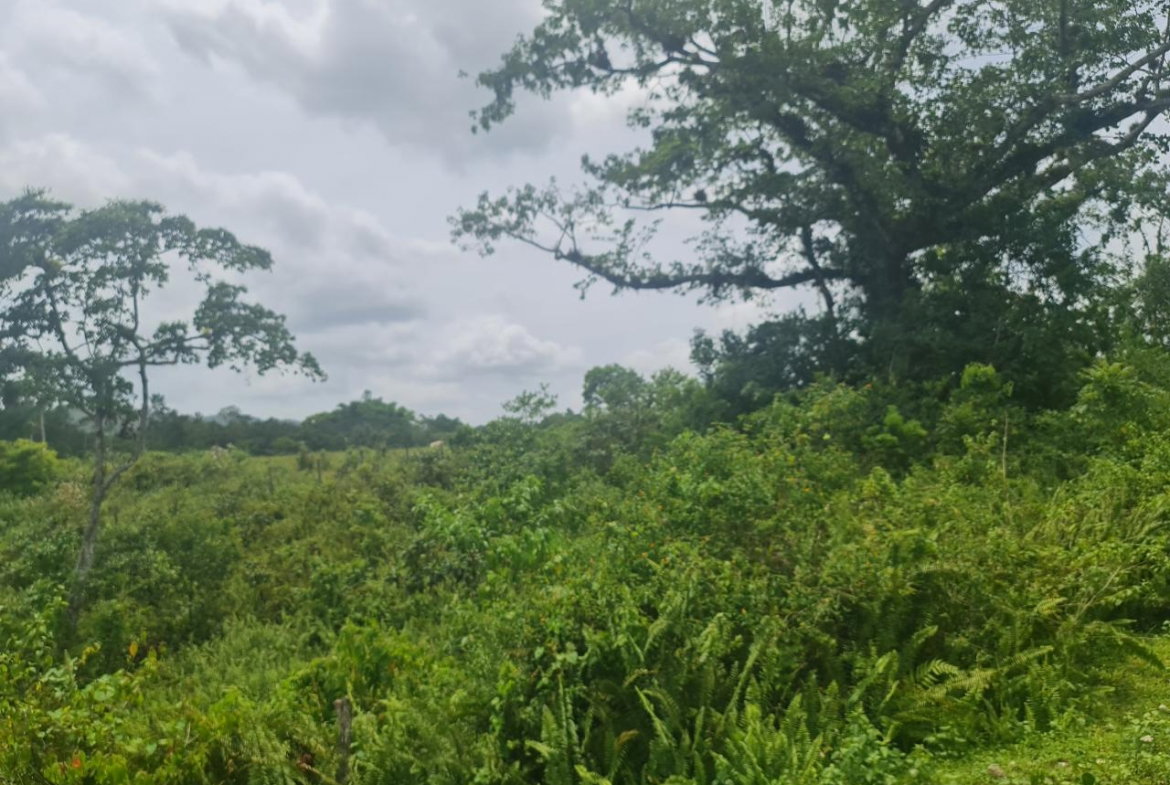 Sixth image of Windsor Forrest in Darliston, Westmoreland, Jamaica - property is For Sale