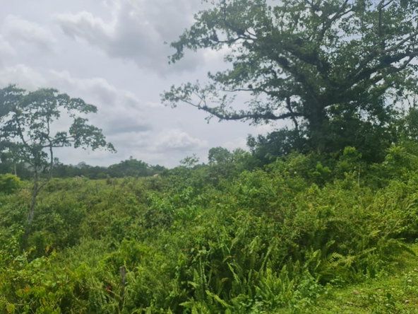 Sixth image of Windsor Forrest in Darliston, Westmoreland, Jamaica - property is For Sale