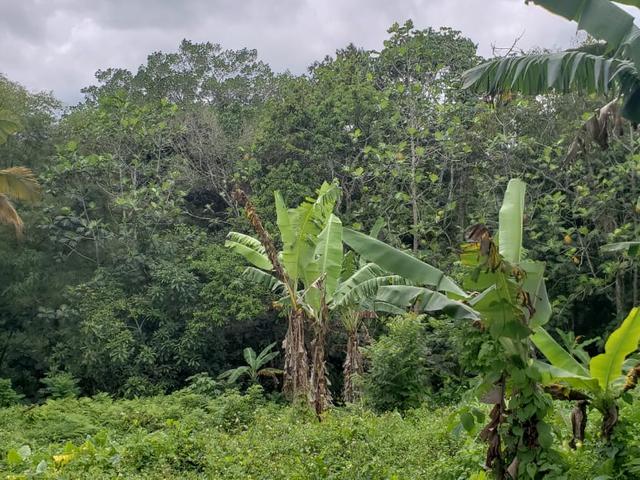 Ninth image of Davis Town in Steer Town, St. Ann, Jamaica - property is For Sale