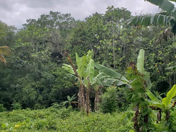 Ninth image of Davis Town in Steer Town, St. Ann, Jamaica - property is For Sale