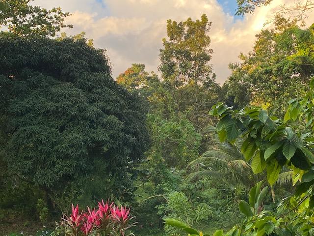 Eighth image of Nonsuch , Portland in Port Antonio, Portland, Jamaica - property is For Sale