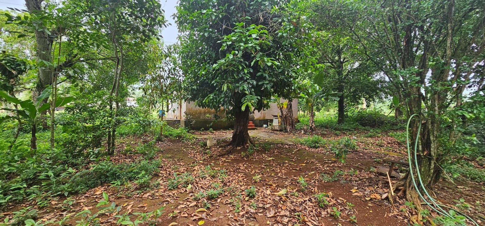 Charming-2-Bedroom-Farmhouse-on-1.847-Acres-in-Santa-Cruz-Jamaica Eleventh image of Park, Santa Cruz in Santa Cruz, St. Elizabeth, Jamaica - property is For Sale