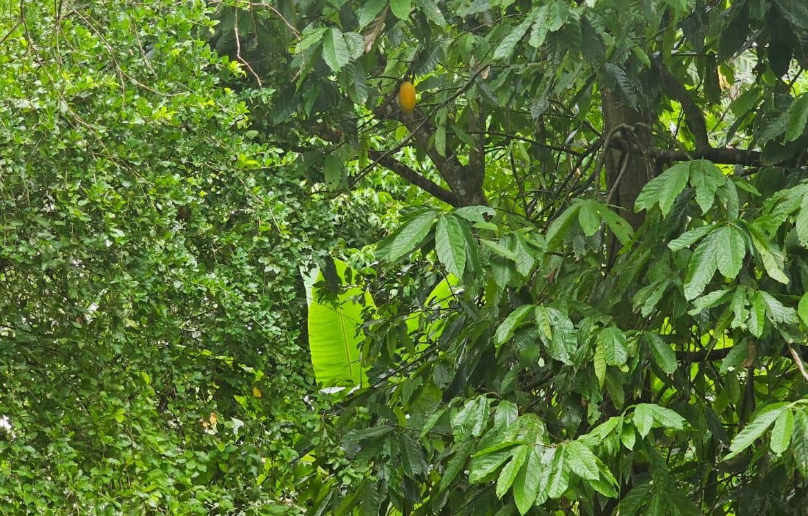 Twelfth image of Park, Santa Cruz in Santa Cruz, St. Elizabeth, Jamaica - property is For Sale