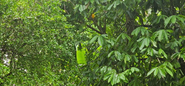 Twelfth image of Park, Santa Cruz in Santa Cruz, St. Elizabeth, Jamaica - property is For Sale