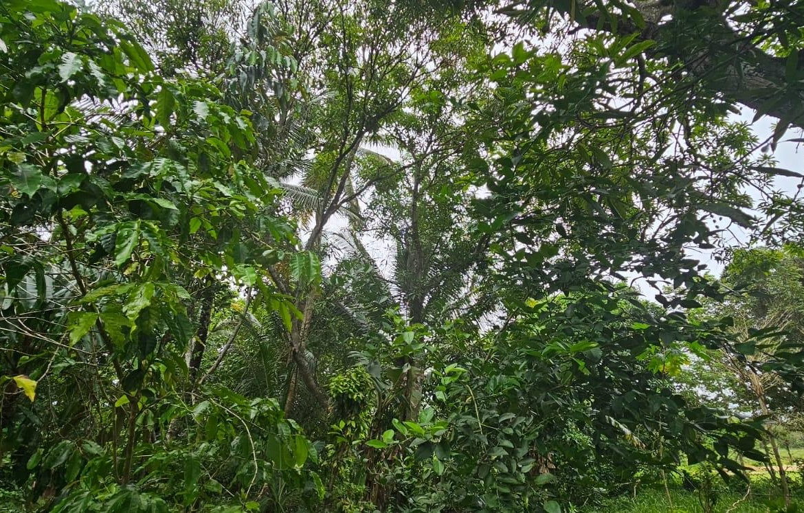 Fourteenth image of Park, Santa Cruz in Santa Cruz, St. Elizabeth, Jamaica - property is For Sale
