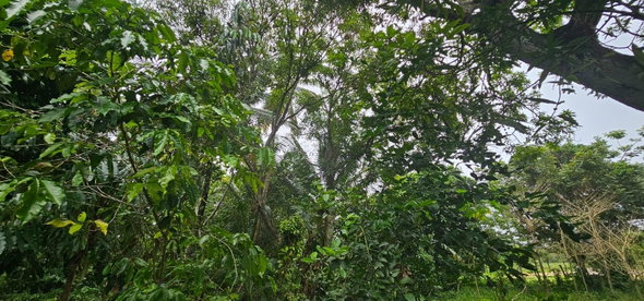 Fourteenth image of Park, Santa Cruz in Santa Cruz, St. Elizabeth, Jamaica - property is For Sale