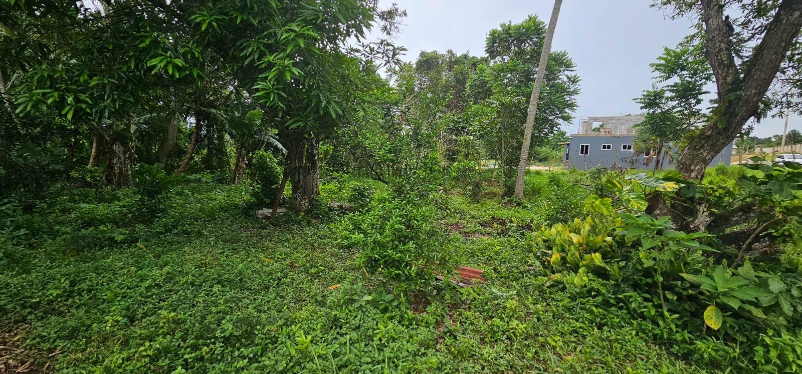 Charming-2-Bedroom-Farmhouse-on-1.847-Acres-in-Santa-Cruz-Jamaica Fifteenth image of Park, Santa Cruz in Santa Cruz, St. Elizabeth, Jamaica - property is For Sale
