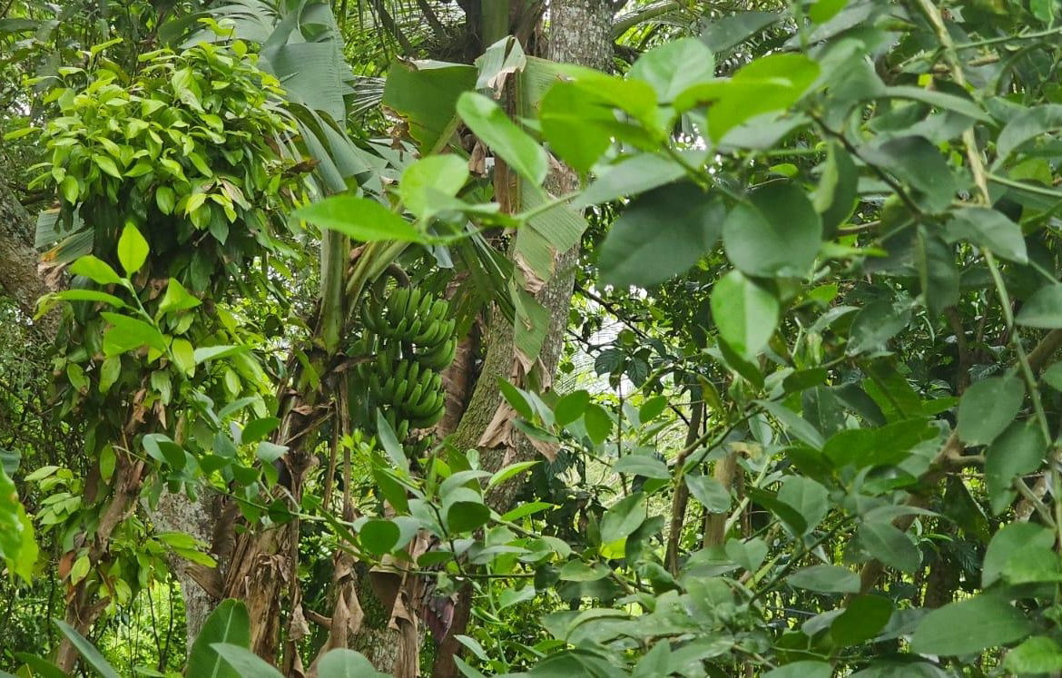 Sixteenth image of Park, Santa Cruz in Santa Cruz, St. Elizabeth, Jamaica - property is For Sale