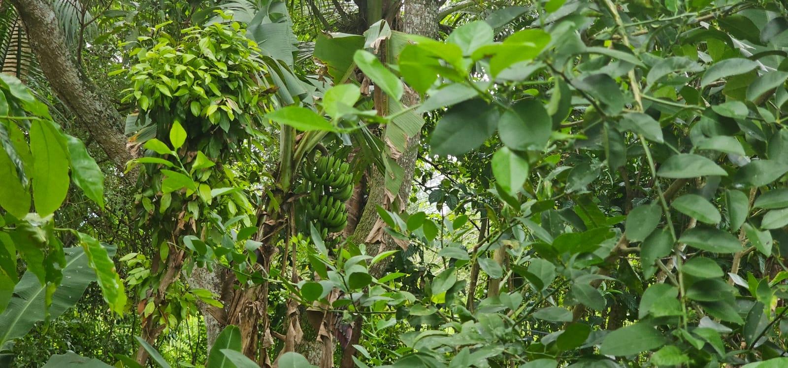 Charming-2-Bedroom-Farmhouse-on-1.847-Acres-in-Santa-Cruz-Jamaica Sixteenth image of Park, Santa Cruz in Santa Cruz, St. Elizabeth, Jamaica - property is For Sale
