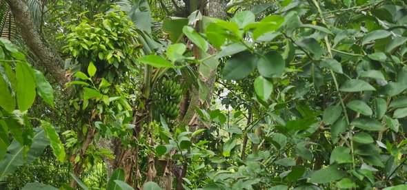 Sixteenth image of Park, Santa Cruz in Santa Cruz, St. Elizabeth, Jamaica - property is For Sale
