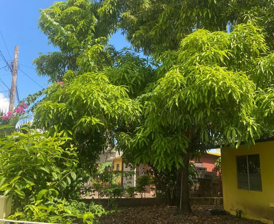 Fourth image of 107 Ponciana Mews Lionel Town in Lionel Town, Clarendon, Jamaica - property is For Sale