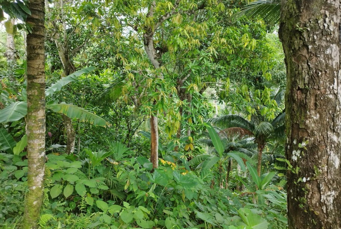 Tenth image of Sandy Hill, Glengoffe in Bog Walk, St. Catherine, Jamaica - property is For Sale